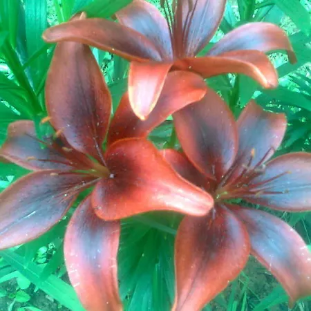 Le Magnolie Bussero