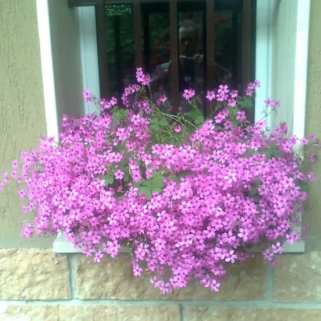 Bed & Breakfast Le Magnolie Bussero